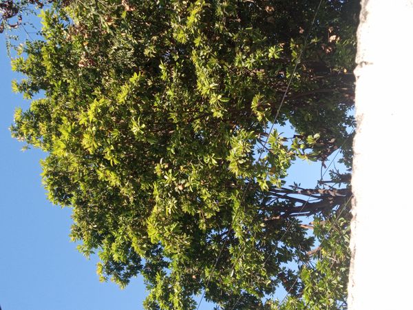 Identificação da planta Sapoti por foto