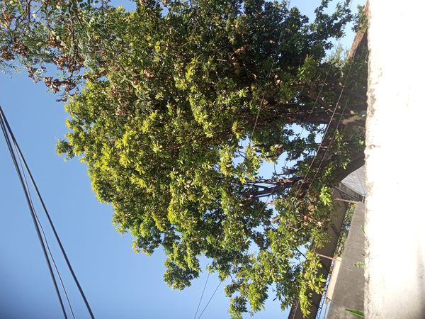 Identificação da planta Sapoti por foto