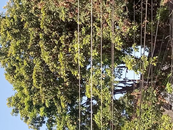 Identificação da planta Sapoti por foto