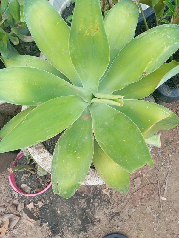Identificação da planta Agave-dragão por foto