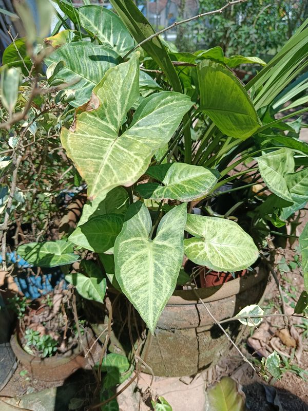 Identificação da planta Singônio por foto
