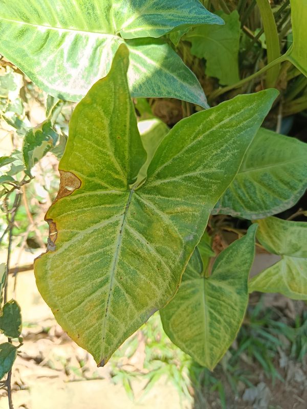 Identificação da planta Língua-de-cobra por foto