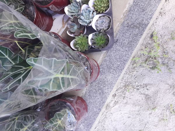 Identificação da planta Alocasia-amazonica ou Cara-de-Burro por foto