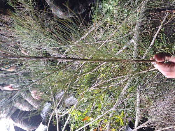 Identificação da planta Casuarina por foto