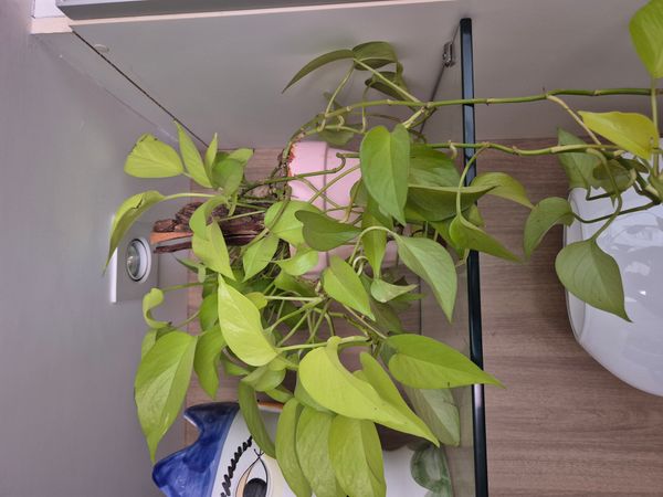 Identificação da planta Jiboia por foto