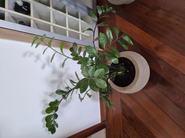 Identificação da planta Zamioculcas por foto