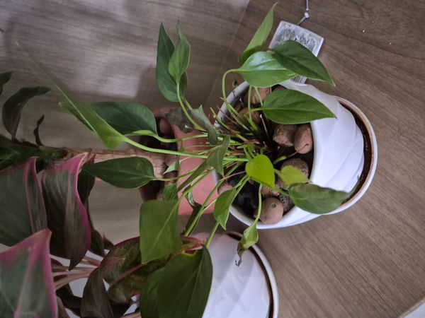 Identificação da planta Micro antúrio por foto