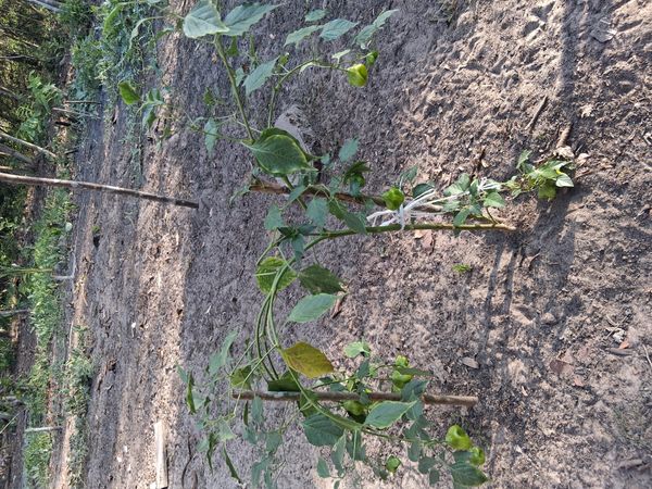 Identificação da planta Kamapu por foto