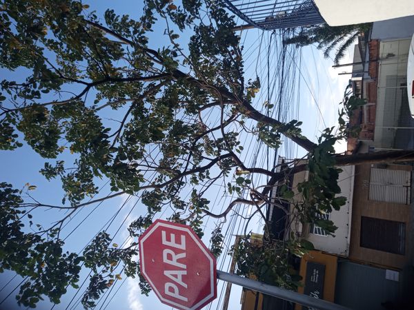 Identificação da planta Cajá-manga por foto