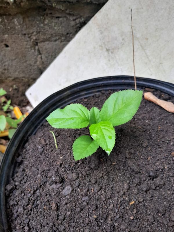 Identificação da planta Cerejeira-do-japão por foto