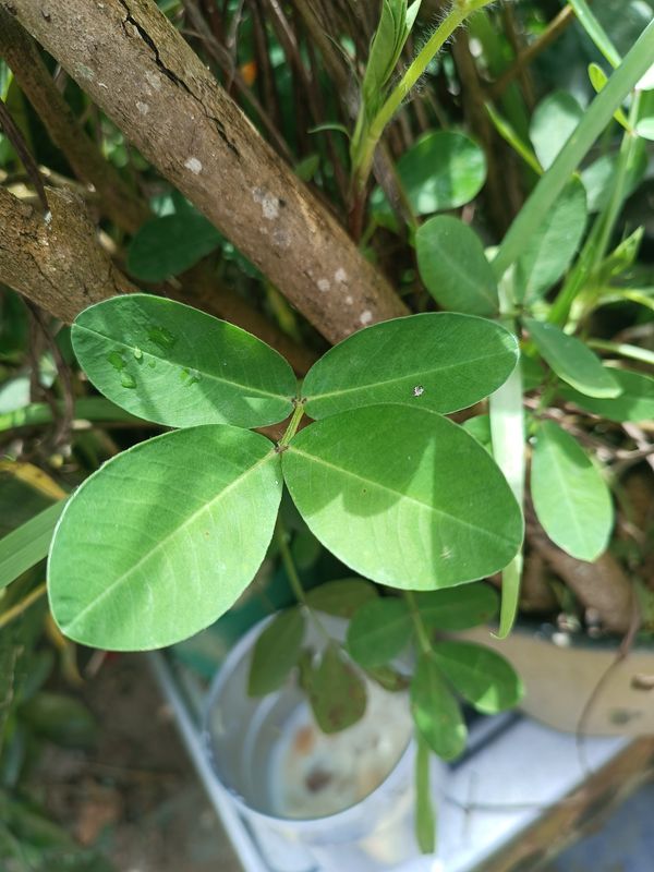 Identificação da planta Amendoim-forrageiro por foto