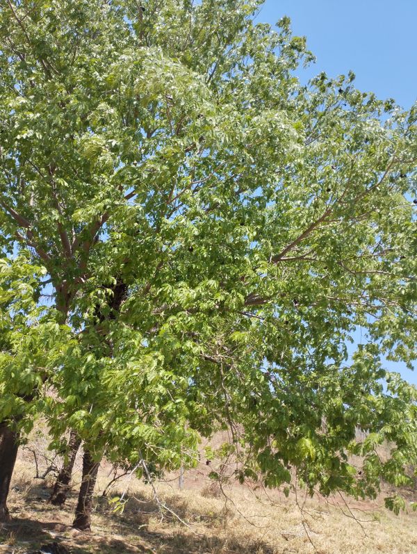 Identificação da planta Sem nome popular por foto