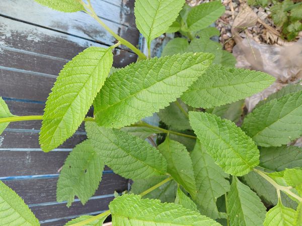 Identificação da planta Erva baleeira por foto
