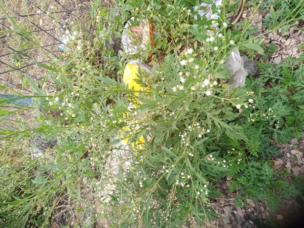 Identificação da planta Ambrósia por foto