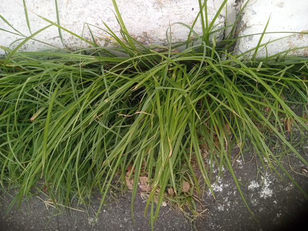 Identificação da planta Grama-comprida, capim-melado, grama-das-baixas, por foto