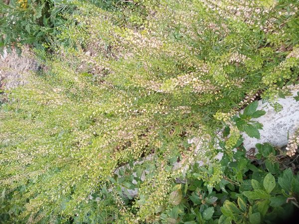 Identificação da planta Menstruz por foto