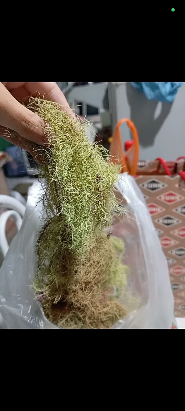 Identificação da planta Barba-de-velho por foto