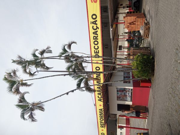 Identificação da planta Areca-bambu por foto