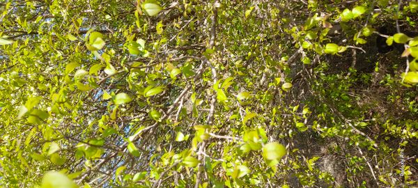 Identificação da planta Pitanga por foto