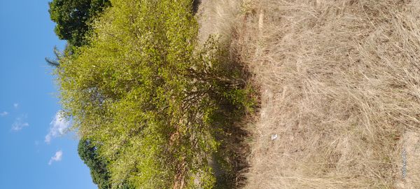Identificação da planta Pereiro por foto