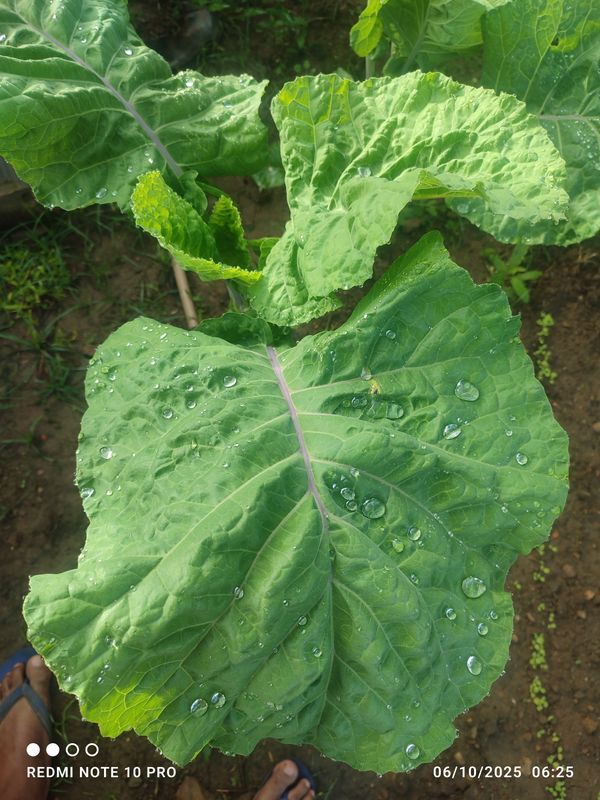 Identificação da planta Couve por foto