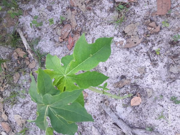 Identificação da planta Mamão por foto