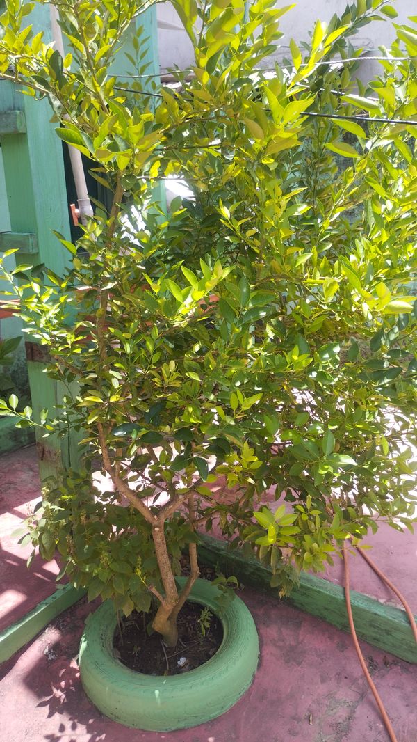 Identificação da planta Limão galego por foto