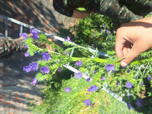 Identificação da planta Viperina por foto