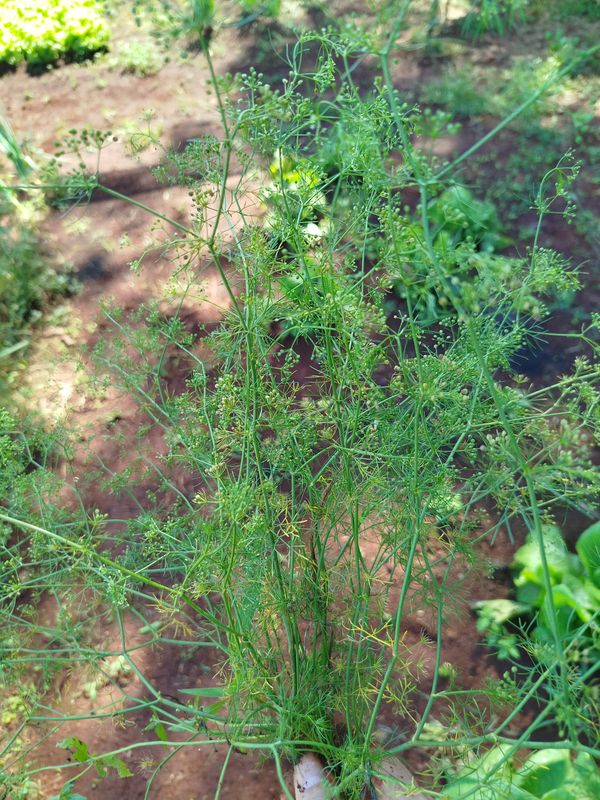 Identificação da planta Endro por foto