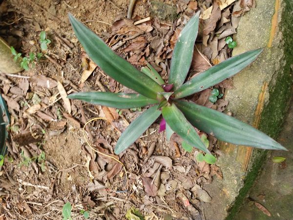 Identificação da planta Abacaxi-roxo por foto