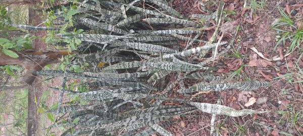 Identificação da planta Espada-de-são-jorge por foto