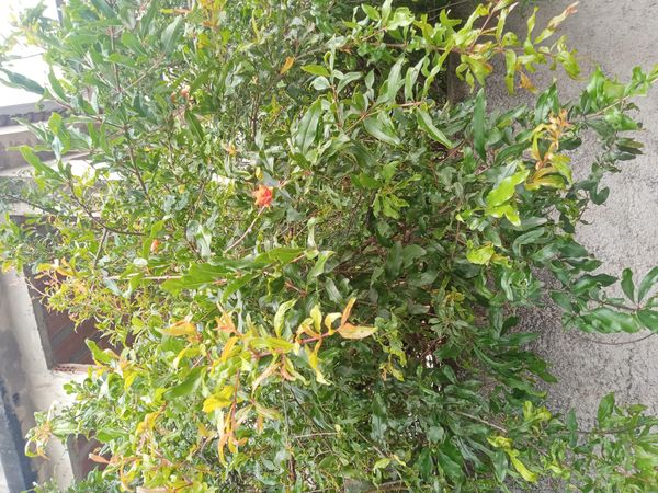 Identificação da planta Romã por foto