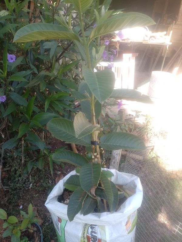 Identificação da planta Goiabeira por foto