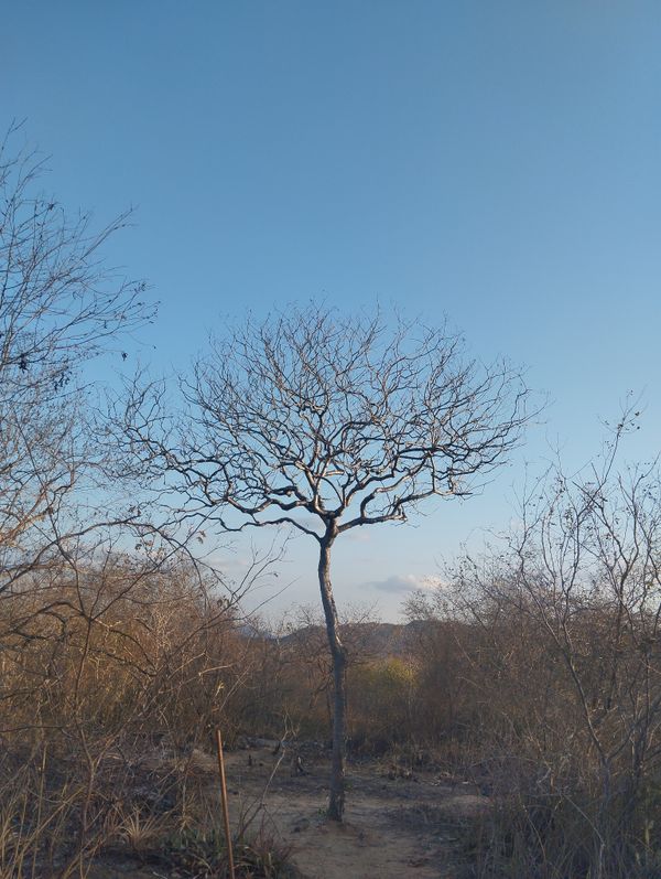 Identificação da planta Chanfuta por foto