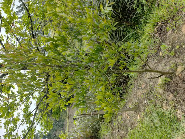 Identificação da planta Coca por foto