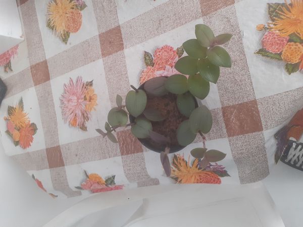 Identificação da planta Lambari roxo por foto