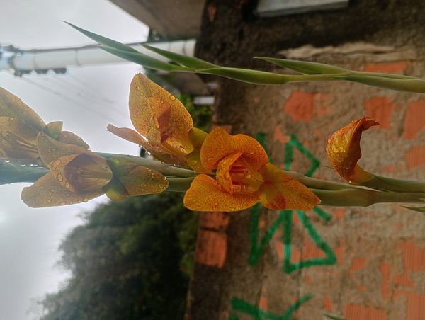 Identificação da planta Palma por foto