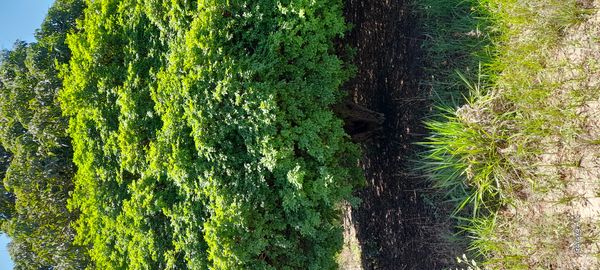 Identificação da planta Sabugueiro por foto