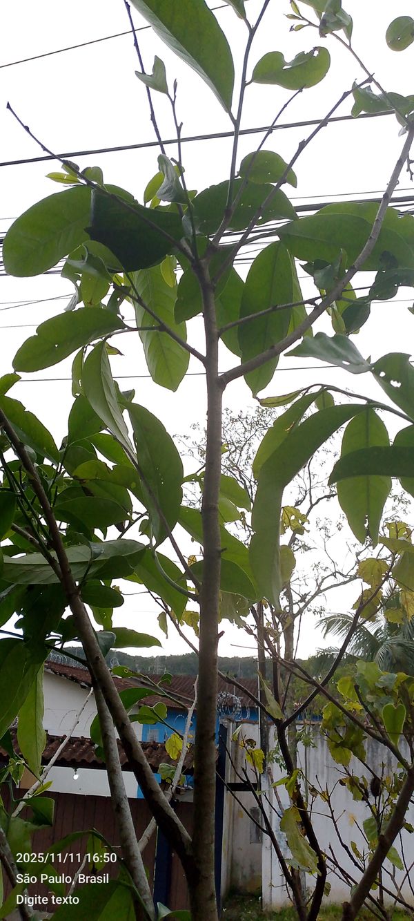 Identificação da planta Graviola por foto