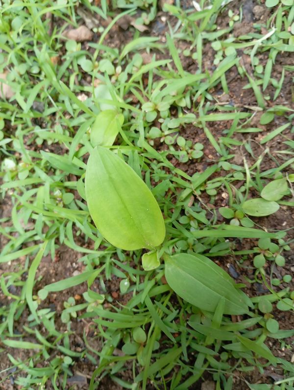 Identificação da planta Trapoeraba por foto