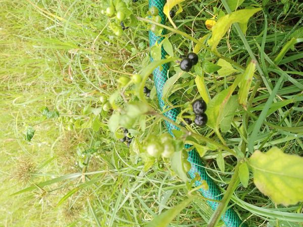 Identificação da planta Maria-pretinha por foto
