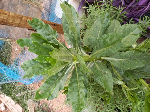 Identificação da planta Maria-gorda por foto