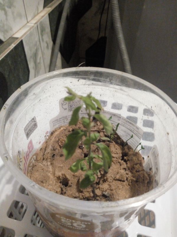 Identificação da planta Manjericão por foto
