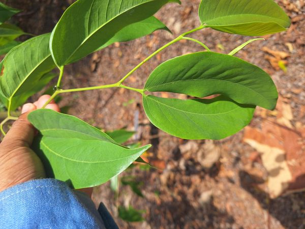 Identificação da planta Jatobá por foto