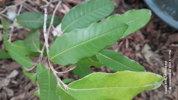 Identificação da planta Oiti por foto