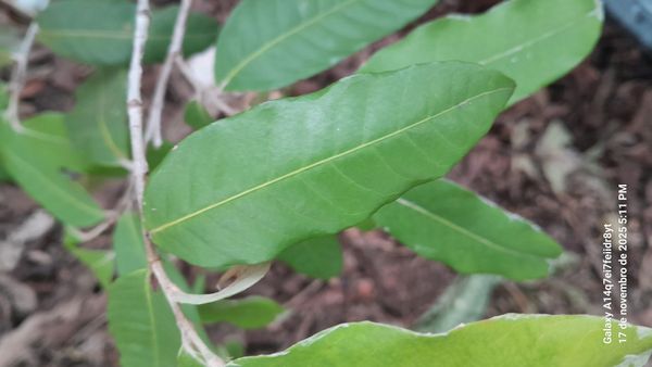 Identificação da planta Oiti por foto