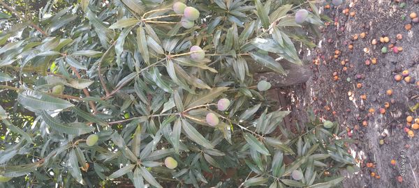 Identificação da planta Manga por foto