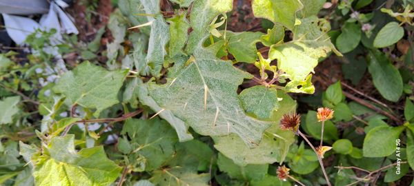 Identificação da planta Juá-bravo por foto