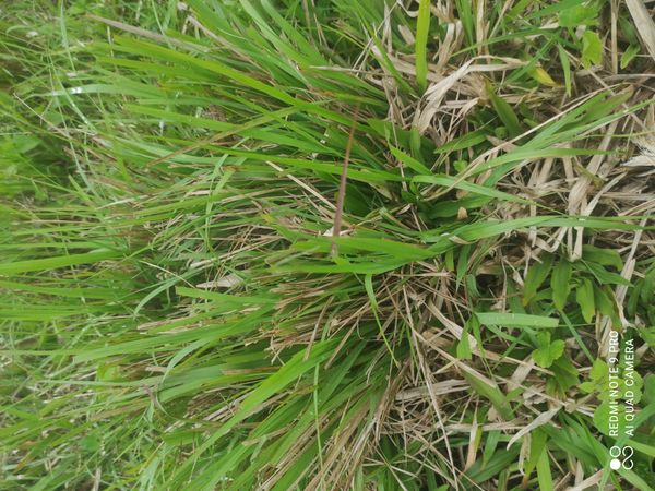 Identificação da planta capim-cogon por foto
