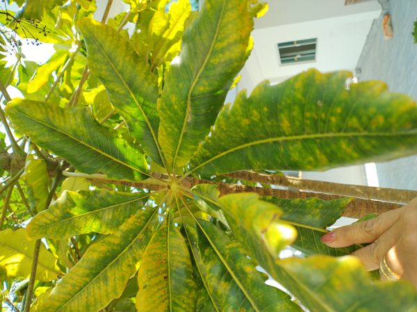 Identificação da planta Arália elegantíssima por foto